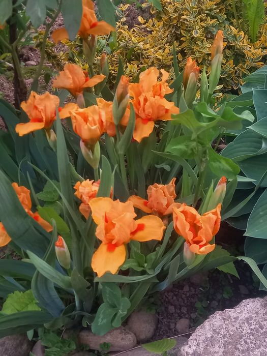 Іриси високорослі та низькорослі