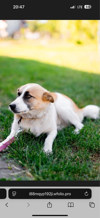 Прилаштовується собака