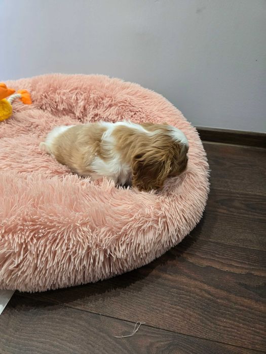 Cavalier king charles spaniel ,ZKwP FCI- piesek