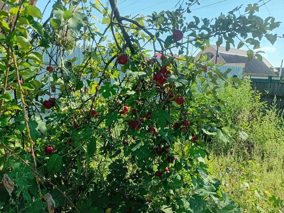 Продам будинок Черкаси Білозір'я №306