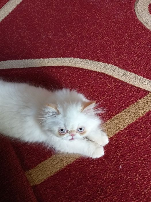 Котенок персидский