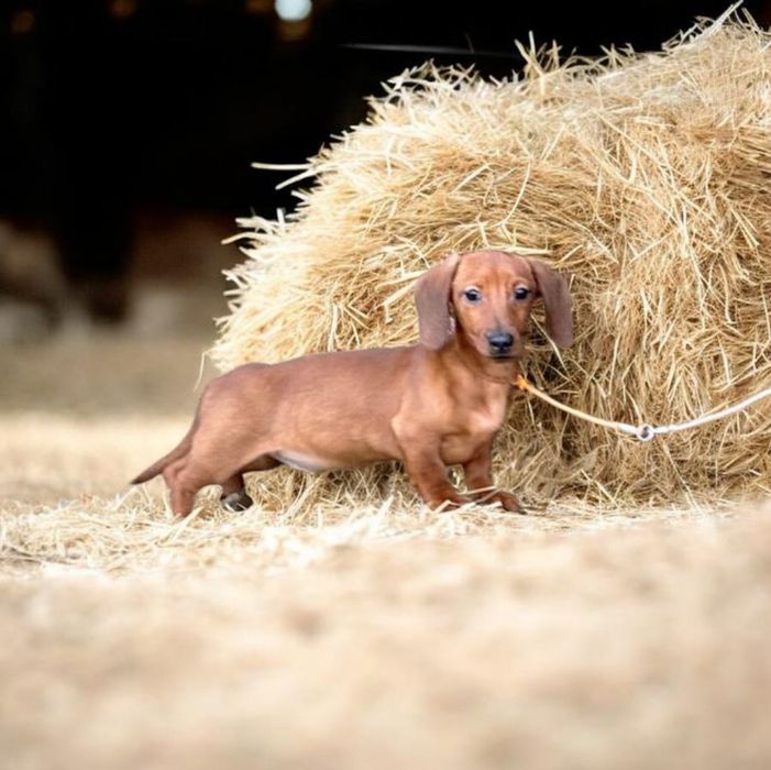 Рудий кріль,принц крові