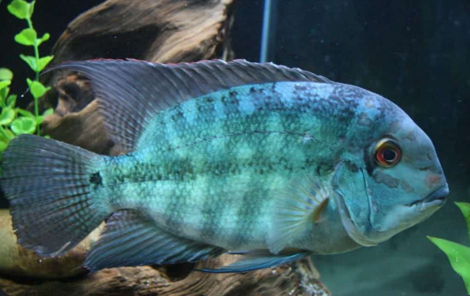 Hoplarchus psittacus “ papagaio verdadeiro “