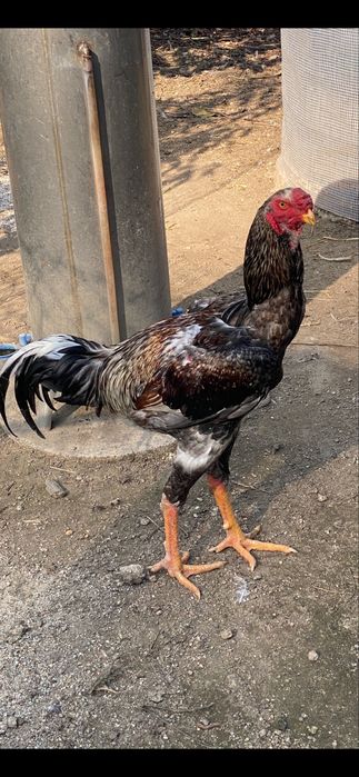 Ovos da raça indio gigante