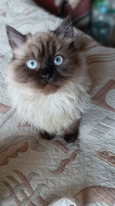 Невська маскарадна дівчинка 4 міс