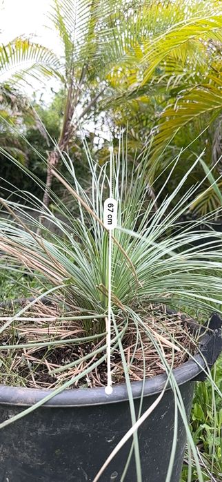 Xanthorrhoea glauca