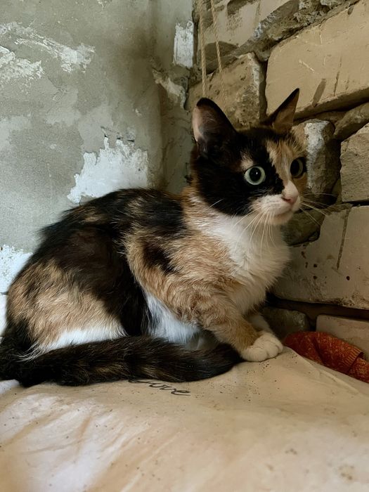 Кошка кот трехцветная рыжий черный белый