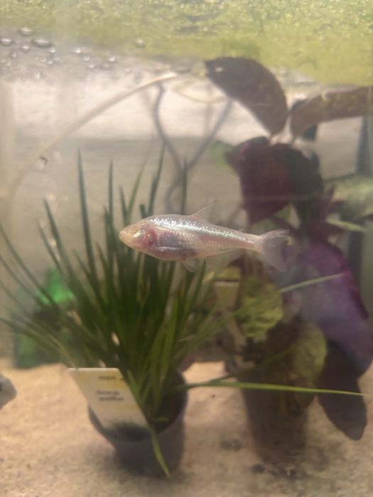 Peixe cego novidade