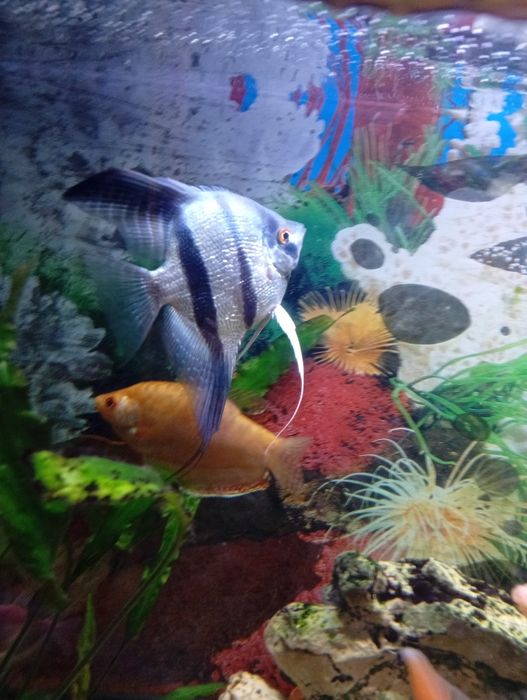 Продам рибки акваріумні