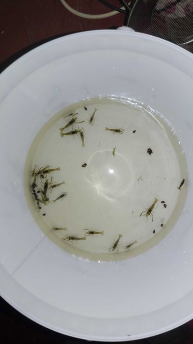 Креветка акваріумна Макробрахіуми кольцерукі Macrobrachium assamense