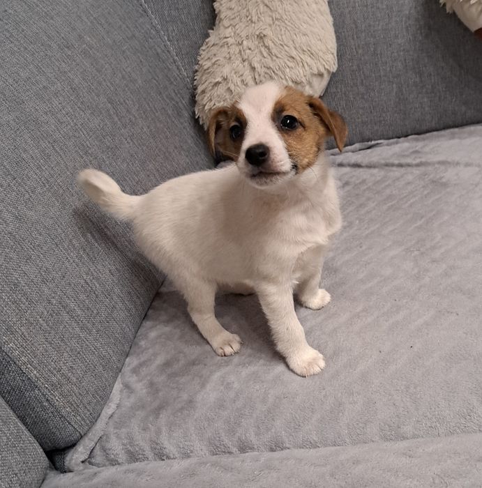 Jack Russell terrier