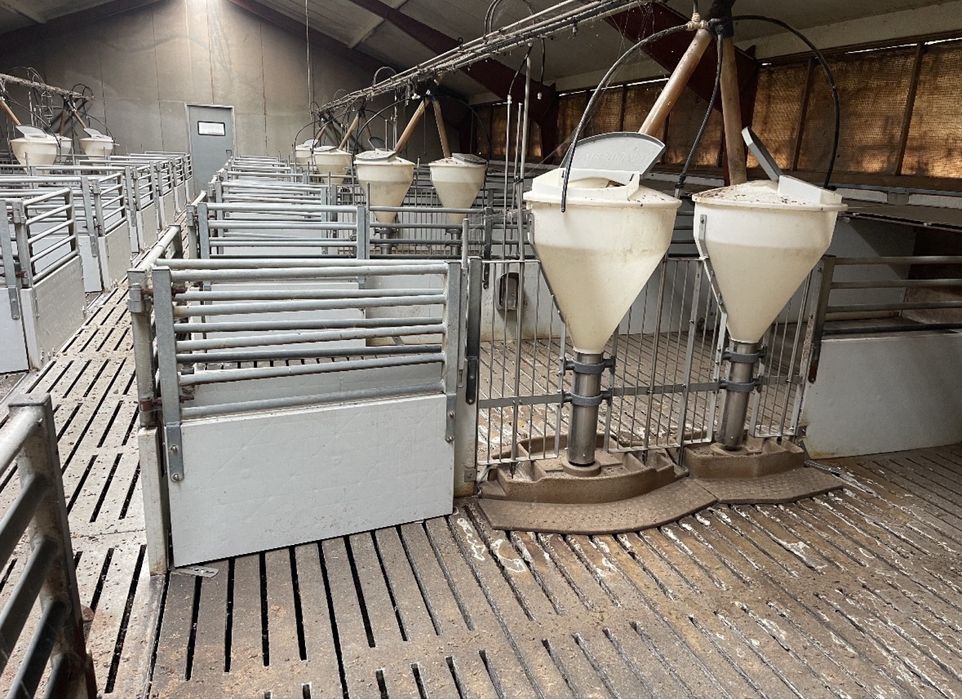 TUCZARNIA - chlewnia dla tuczników - WYGRODZENIA - Tubomaty, Poidła