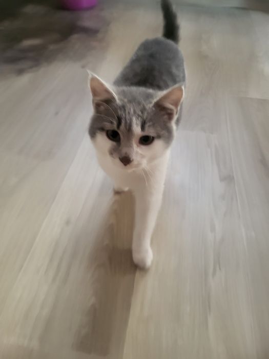 Віддам в добрі руки кошенят.