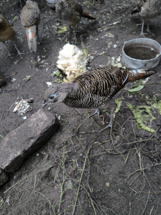 Фазан діамантовий