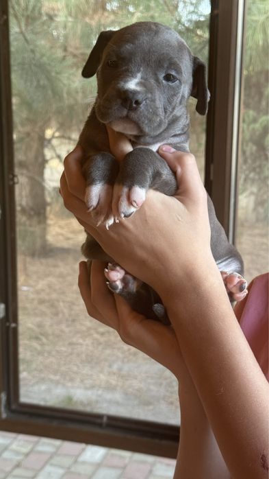 Амстафи шоу-класу