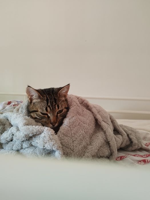 Gatinha  jovem para adoção responsável.