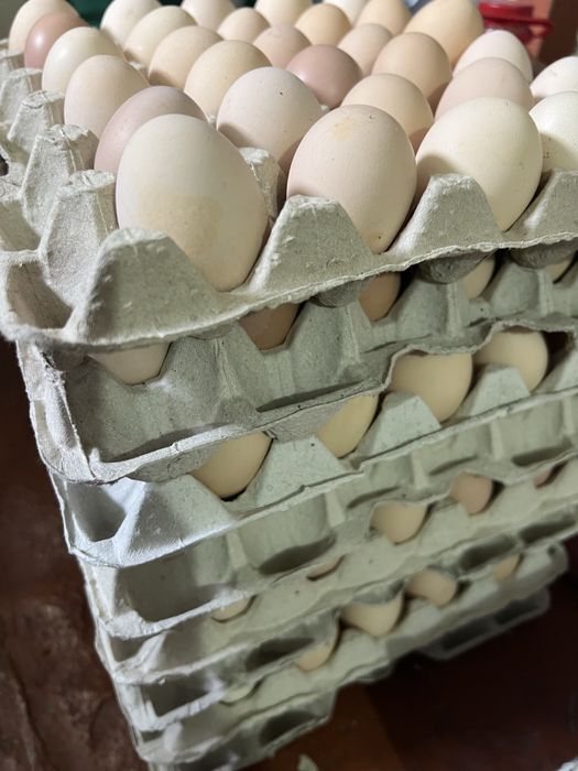 Яйця курячі домашні