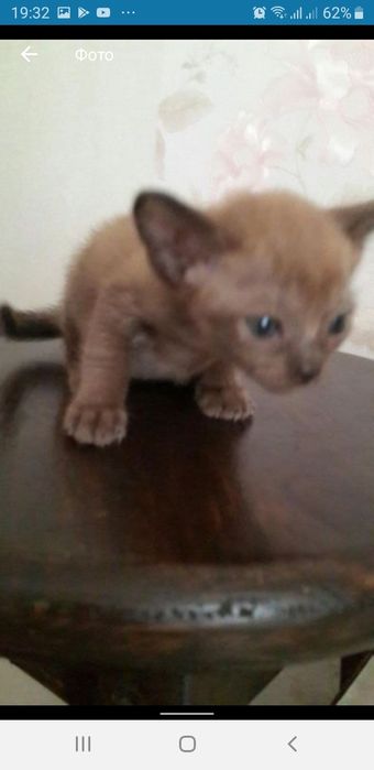 Бурманские котята (бурма)