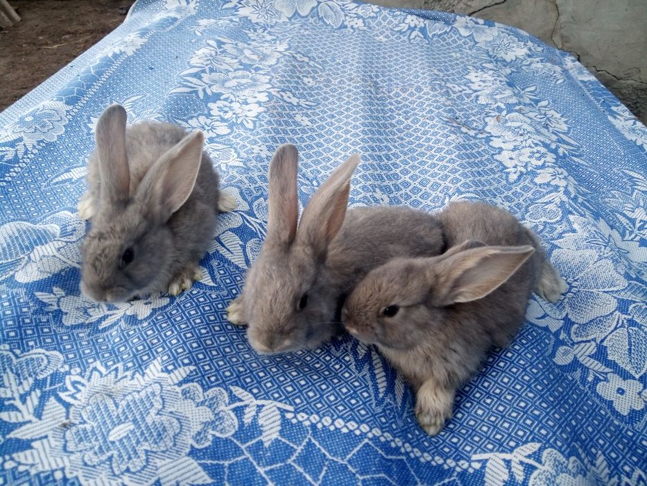 Кролики різних порід.