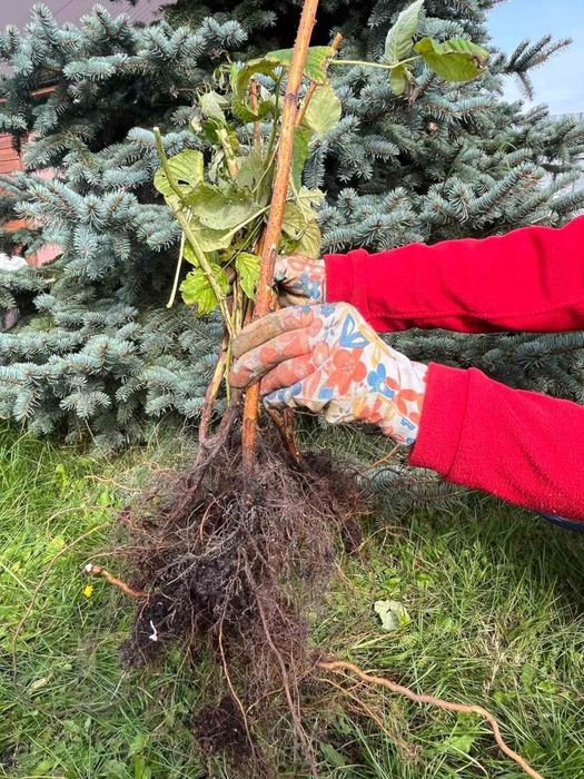 Саджанці нових сортів  ремонтантної та літньої малини.Полуниці.