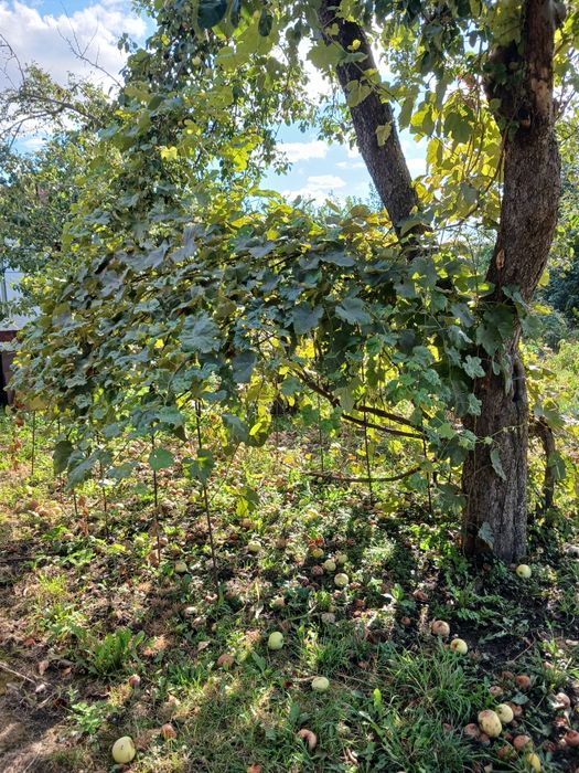 Срочно продам 1/3 дома в Конотопе