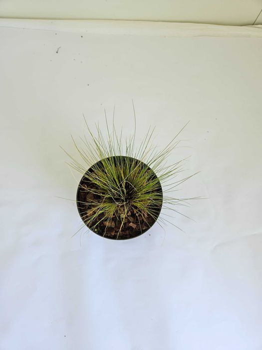 Ostnica mocna Pony Tails (Stipa tenuissima ‘Pony Tails’)