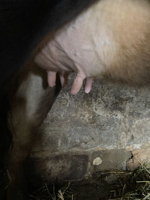 Джерсей  Джерсейска порода