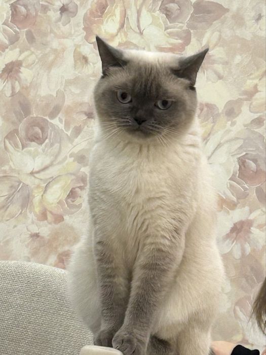 Кошенята шотландці