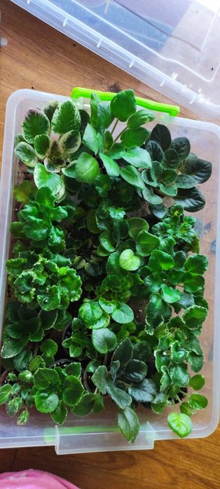 Фіалки дітки , стандарти, міні