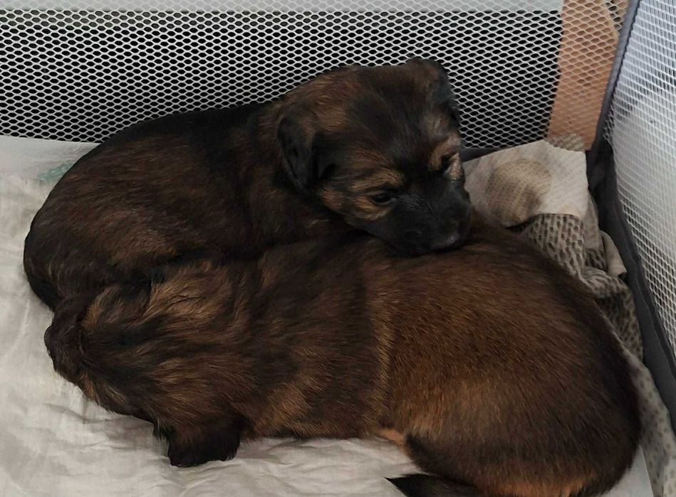 polecamy się do adopcji