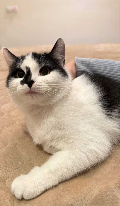 кошеня,киця ,6 місяців,лагідна муркотяща і дуже потішна