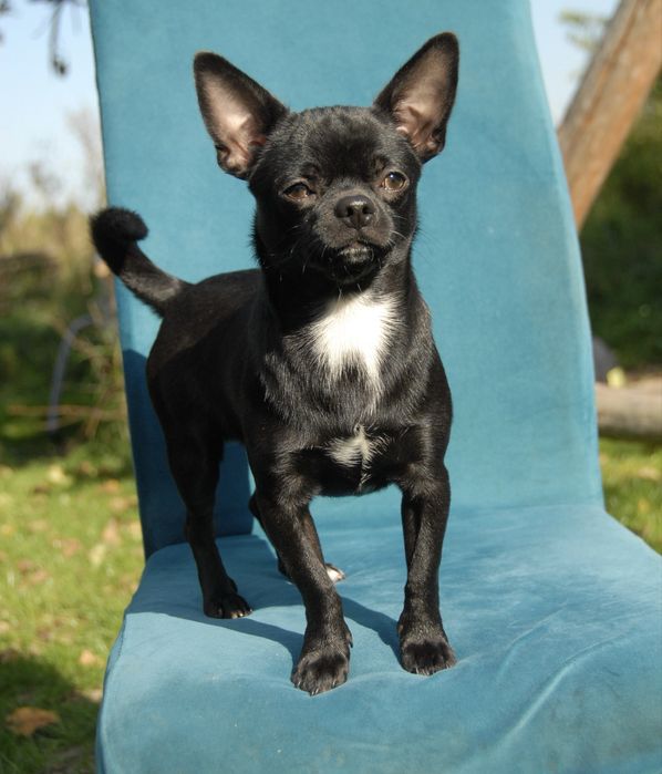 Chihuahua piesek FCI