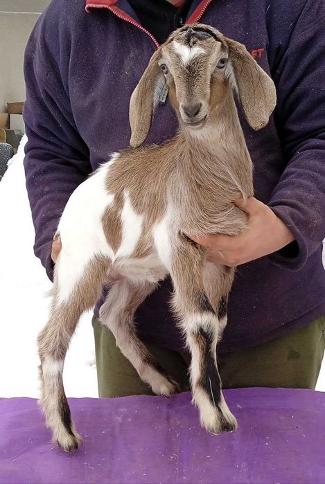 Козичка % англо - нубійська