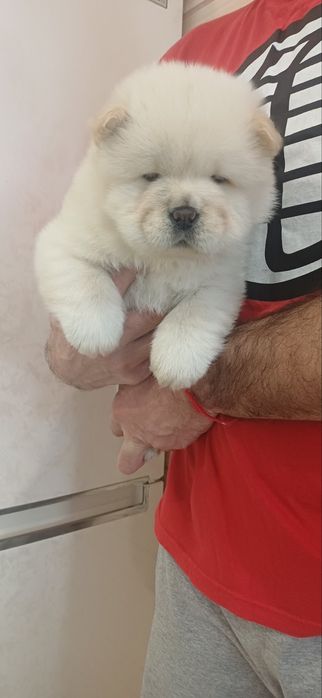 Чау чау,дівчатка та хлопчики,КСУ FCI