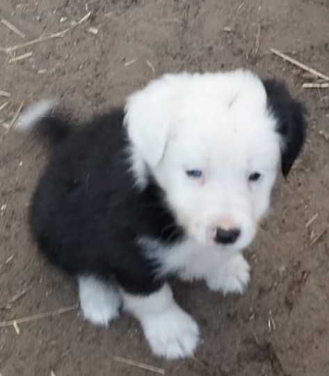 Border collie pura de olho azul