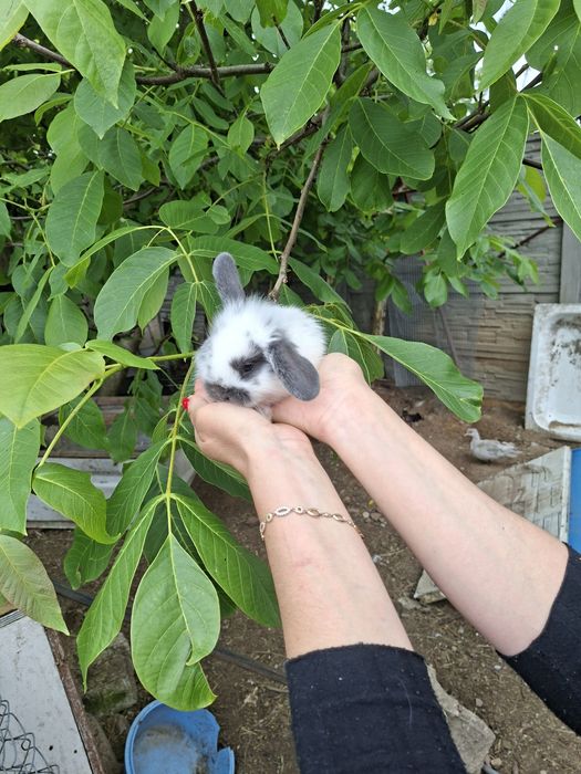 Króliki karzełki i mini lop.