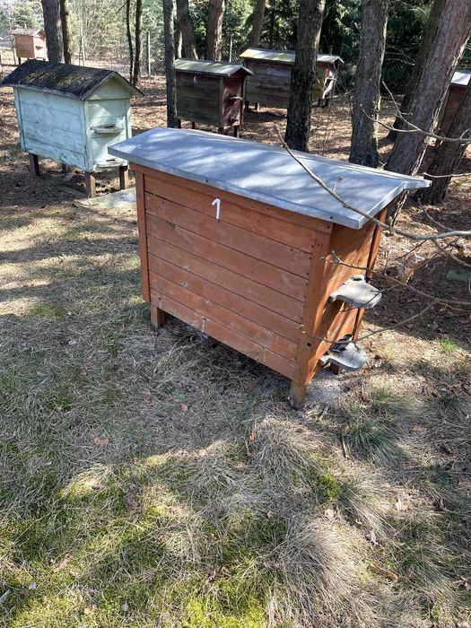 Ule warszawskie zwykłe