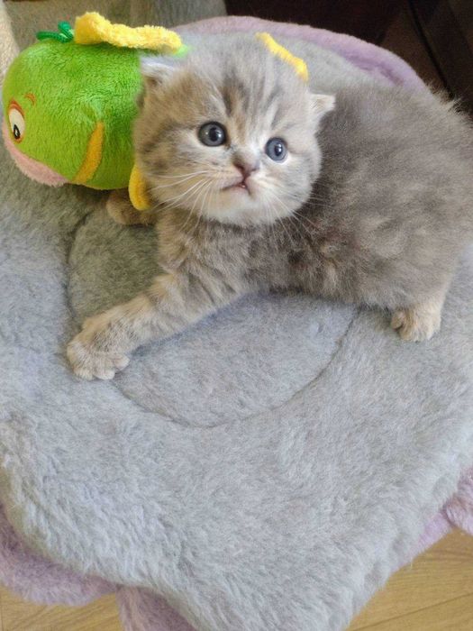Шотландские котята!!!