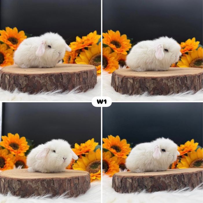 Kroliczek Mini Lop