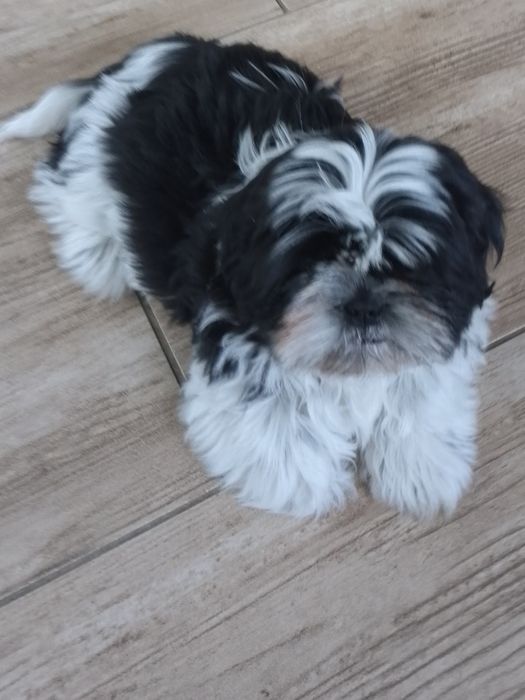 Uroczy piesek rasy Shih TZU