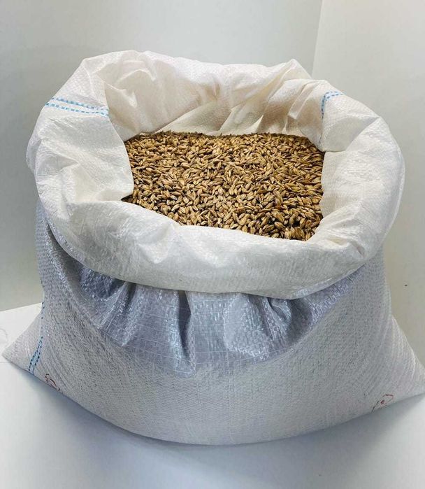 ORKISZ Ozimy Schwabenkorn Materiał Siewny EKO 500 KG