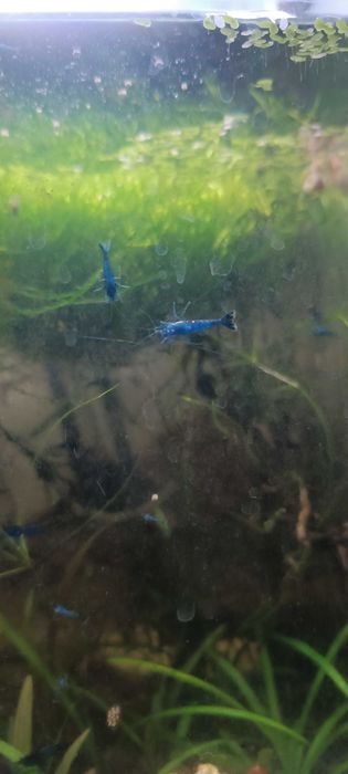 Krewetki blue Velvet