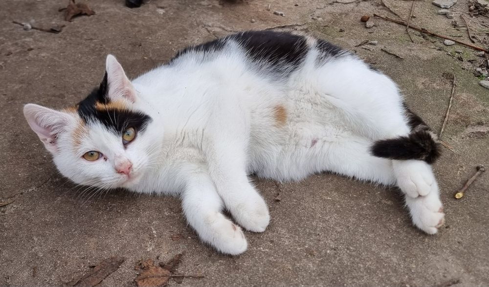 Mała Mimi szuka domu