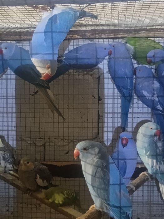 Posiadam papugi kolorowe