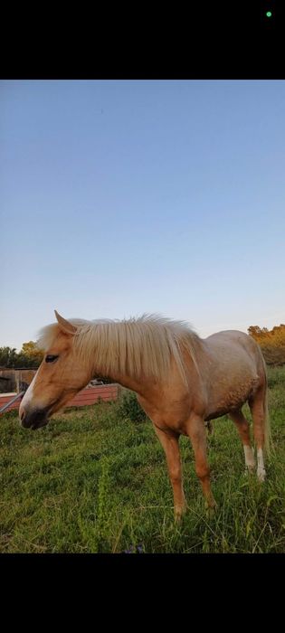Vendo mini égua com 6 anos