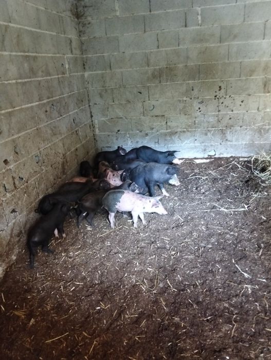 Vendo Leitões Prontos Para Entrega