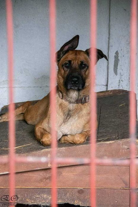 Lori- Nie chce umierać zza kratami !! Błagam o Dom !