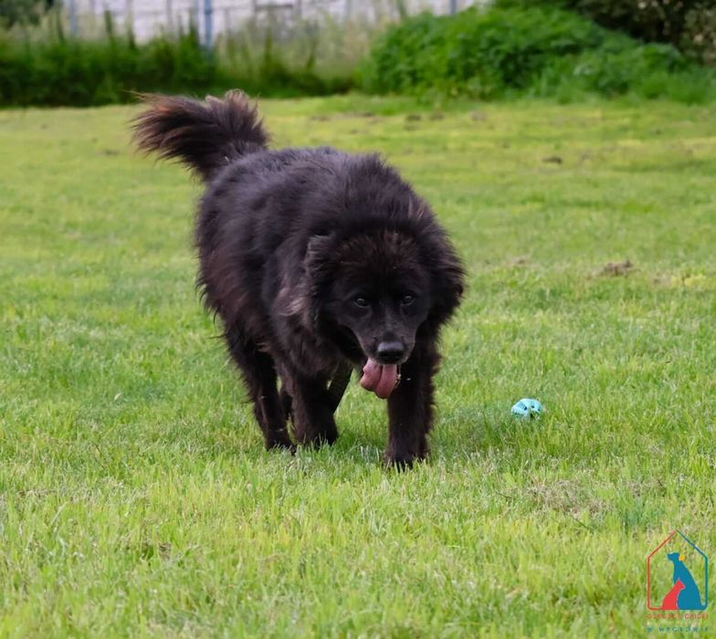 Kochany kudłacz z białą krawatką - patrzy z taką miłością w oczy