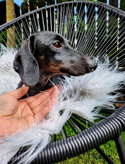 Jamnik króliczy / gładkowłosy / czarny podpalany (nie miniaturowy) FCI