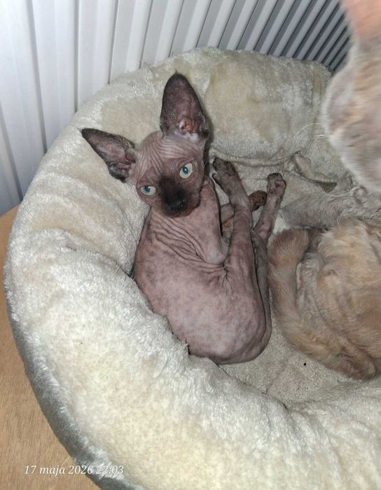 Devon Rex FPL super koteczka Harley